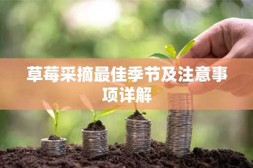 草莓采摘最佳季节及注意事项详解